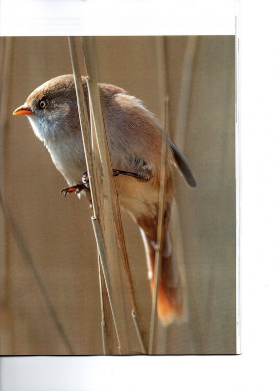 Magazine Image & nature Ivan Le Roux Les enfants du marais