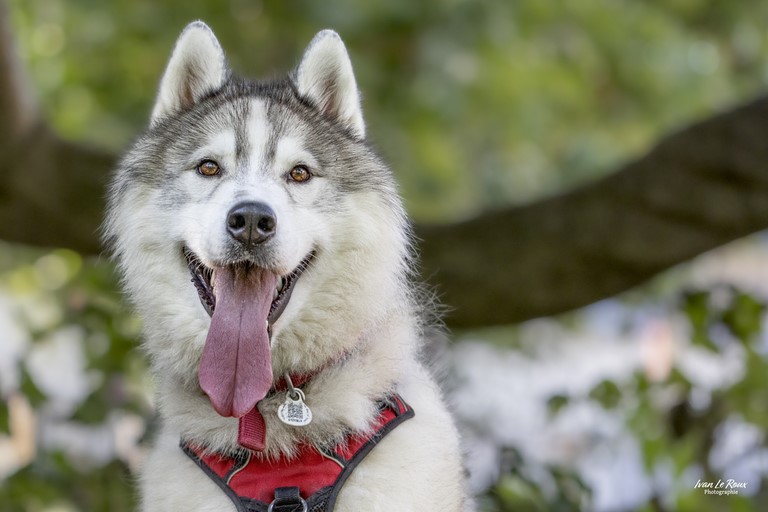 Husky