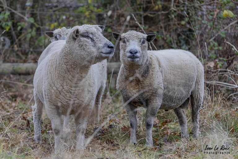 Moutons élevage avranchin