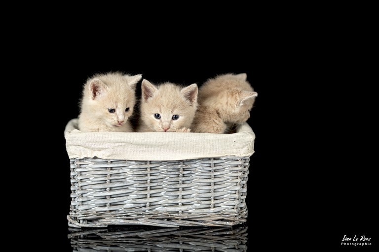 Photo chatons en couleur