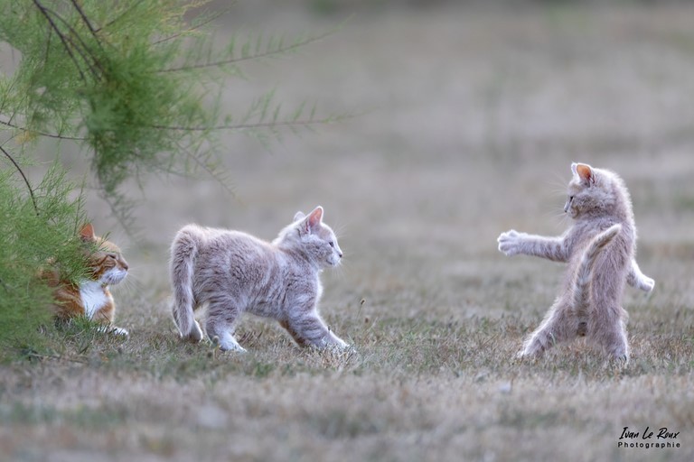 photo de chatons karaté