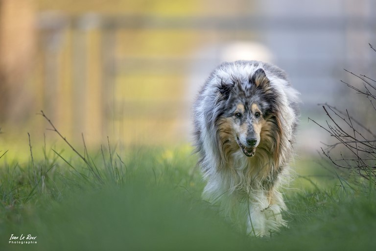 Chien colleys bleu merle photo