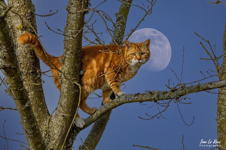 Chat perché dans un arbre sous la lune