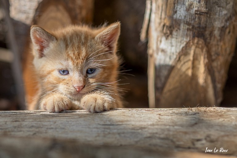 photo chaton dans tas de bois