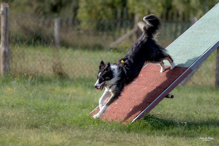 Border collie
