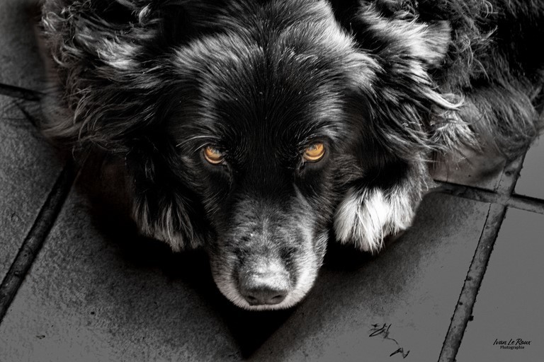 Portrait noir & blanc chien choupa
