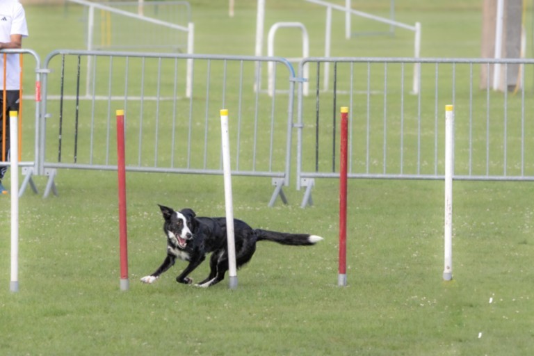 Slalom Agility