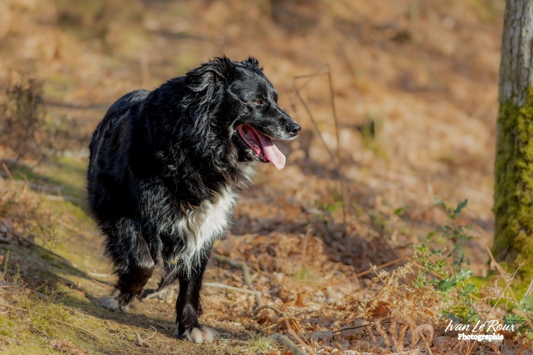 Chien dans la forêt