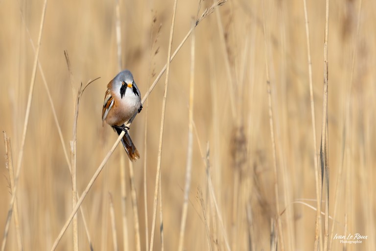"Oiseaux des zones humides" exposition