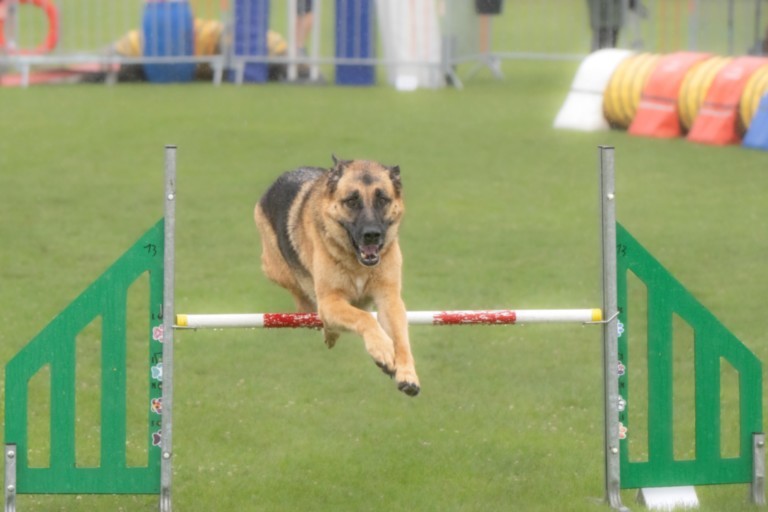 Saut obstacle berger Allemand