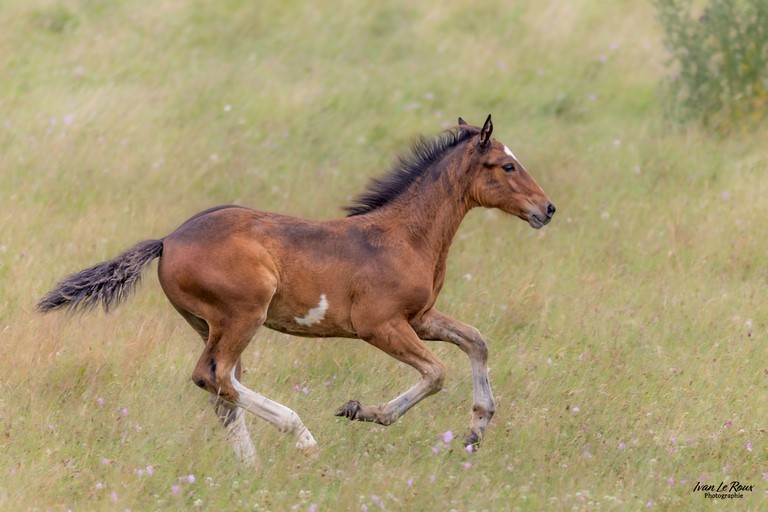 Cheval au galop