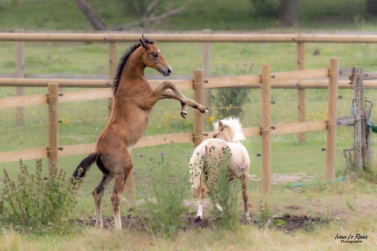 Cheval cabré haras de Bougy