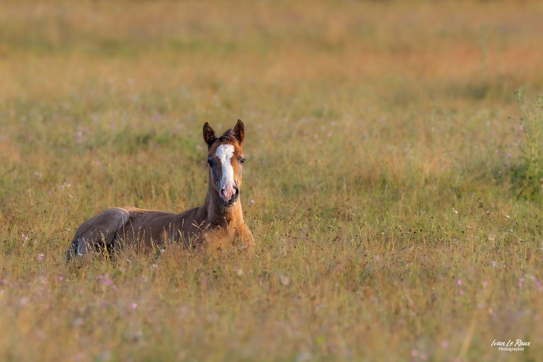 Cheval couché