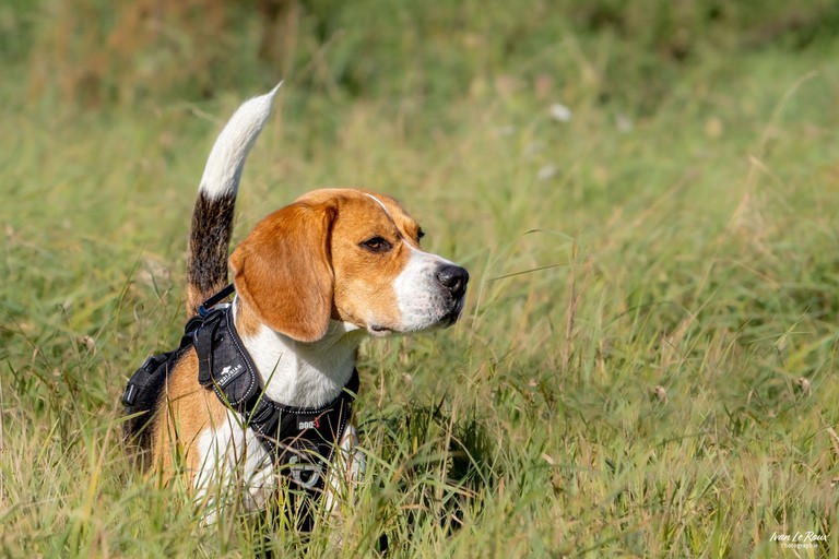 Beagle