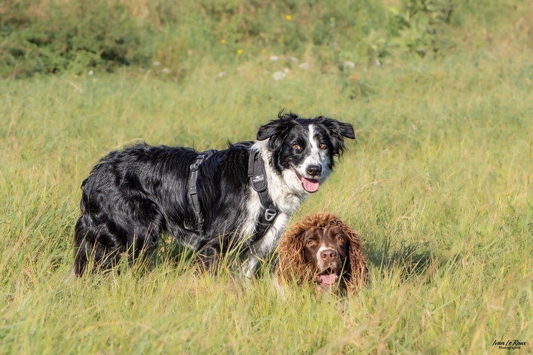 2 chien debout couchés