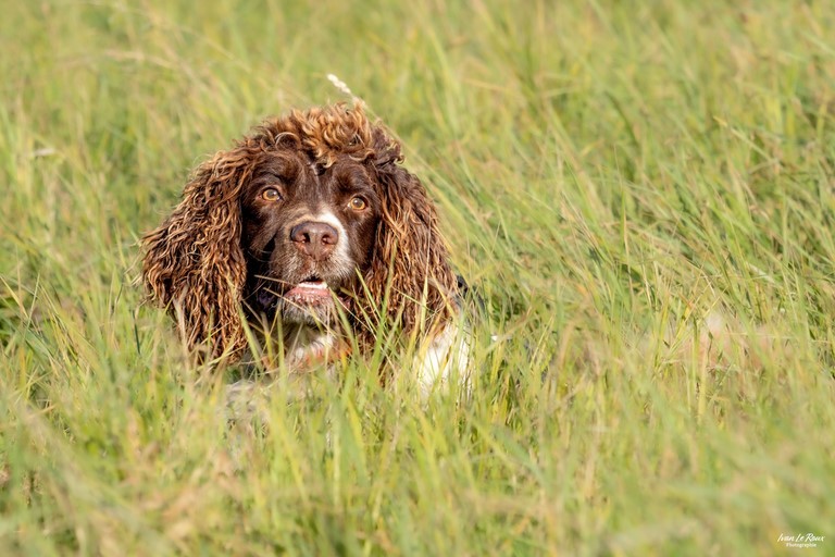 Chien frisé