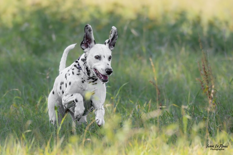 Dalmatien en action