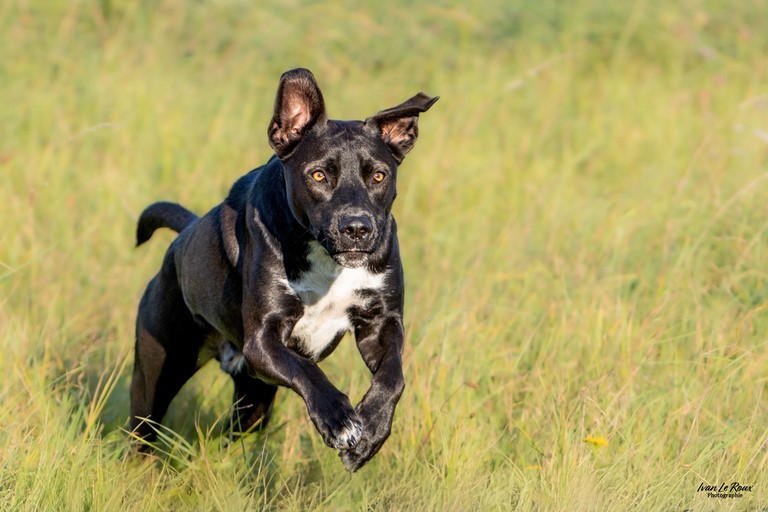 Chien en pleine action !
