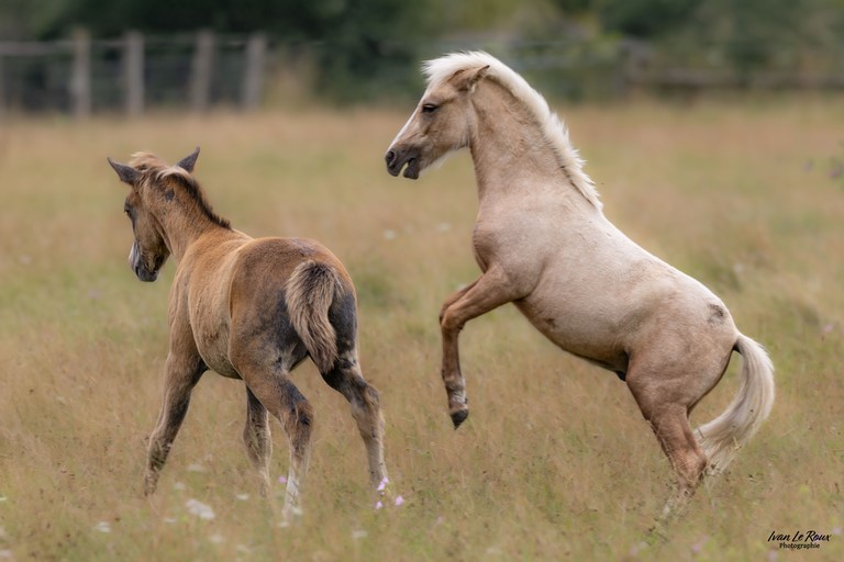 Cheval qui se cabre
