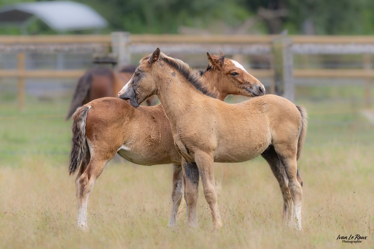 Cheval qui mord