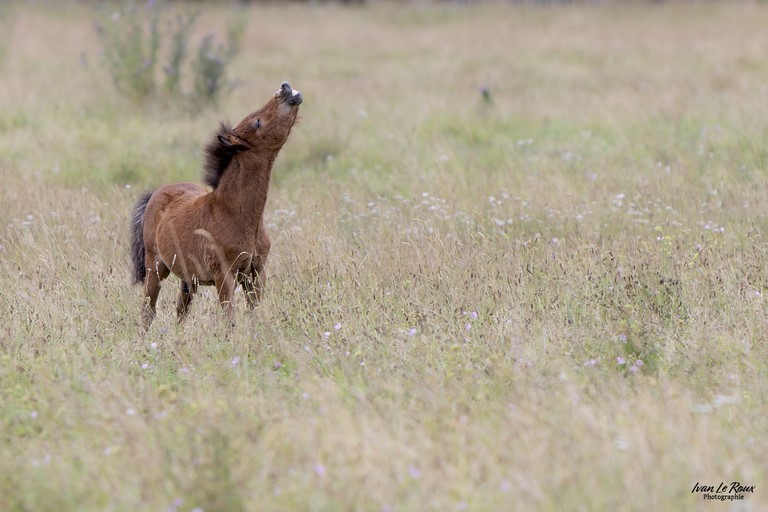 Cheval qui chante
