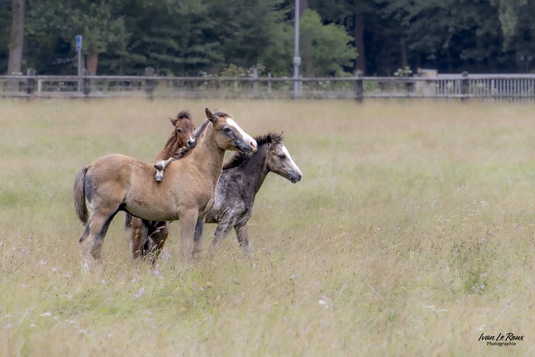 cheval monte sur le dos d'un autre