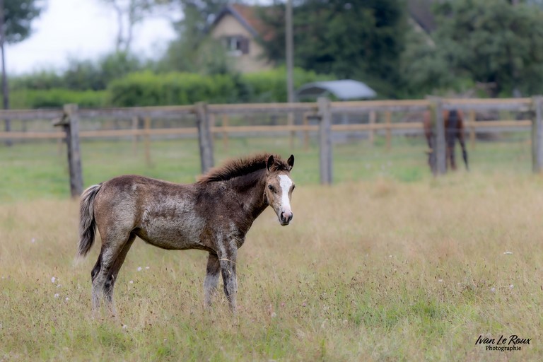 Cheval prend la pose