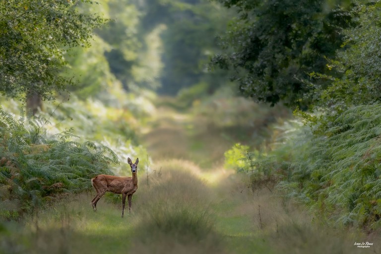 Chevrette en Forêt