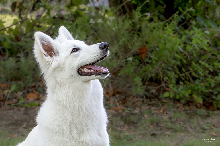 Berger blanc suisse