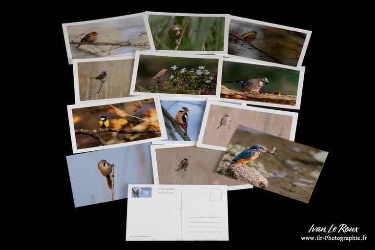 Cartes postales oiseaux