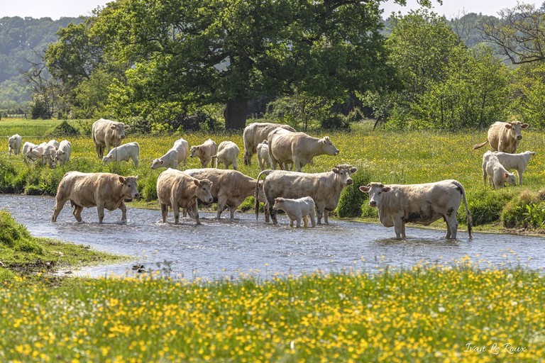 Vaches dans la rivière
