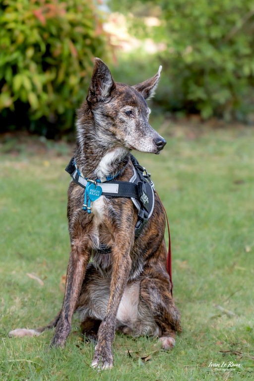 Portrait chien