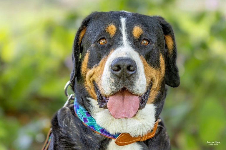Grand Bouvier Suisse