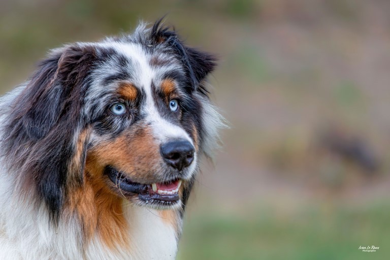 Berger australien portrait