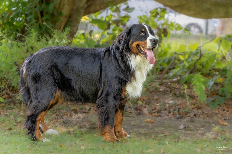 Photo de Bouvier Bernais