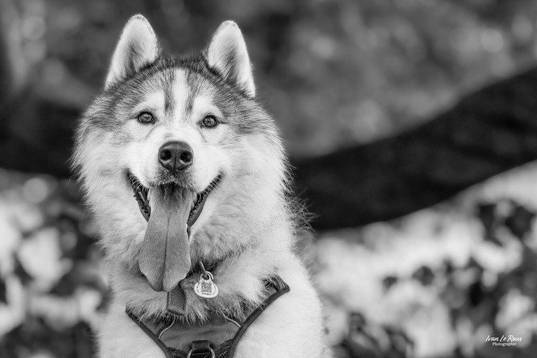 Husky noir et blanc