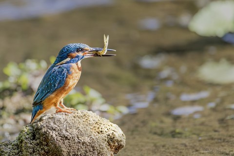 Cartes postale les oiseaux de France ivan Le Roux