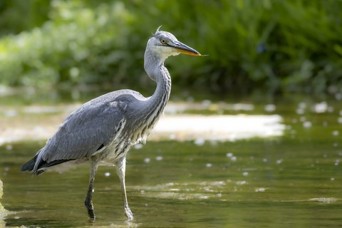 Héron cendré sur la Risle à Romilly-la-Puthenaye (27) Photographe Ivan Le Roux