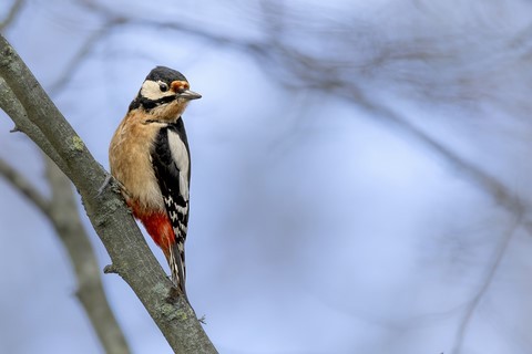 Cartes postale les oiseaux de France