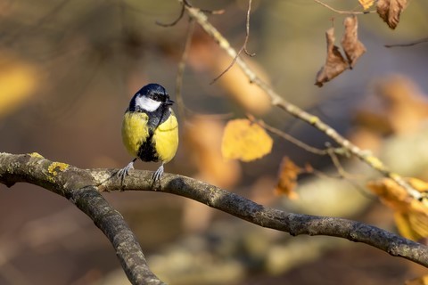 Mésange Charbonnière carte postale