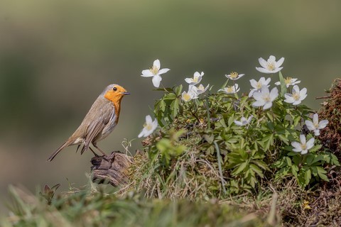 Rouge-Gorge carte postale