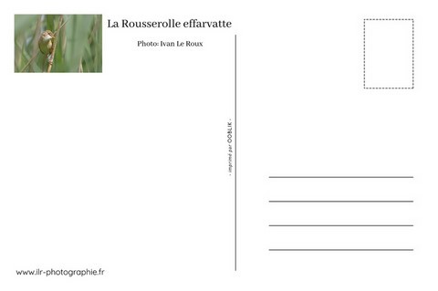 Verso de carte postale animalière