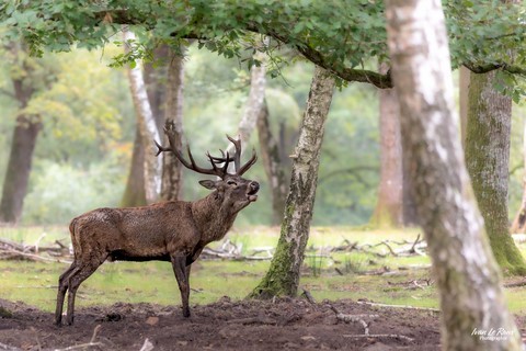 Brame du cerf Normandie (Eure - 27)