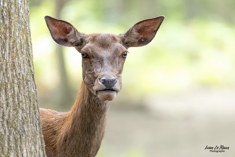 Portrait de biche - Normandie Ivan Le Roux