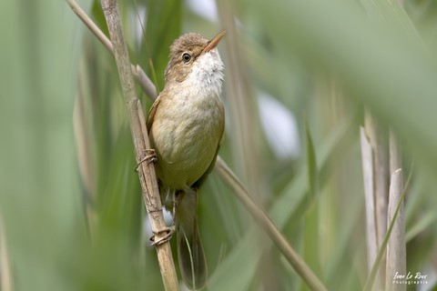 ​Rousserolle Effarvatte dans les roseaux - Plan d'eau de Mézières-Écluzelles (28) photographe Ivan Le Roux