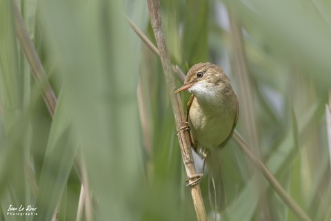 Rousserolle Effarvatte dans les roseaux - Plan d'eau de Mézières-Écluzelles (28)