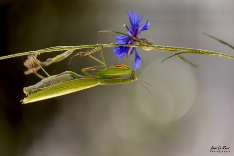 Mante religieuse dans le jardin à Romilly-la-Puthenaye (27)
