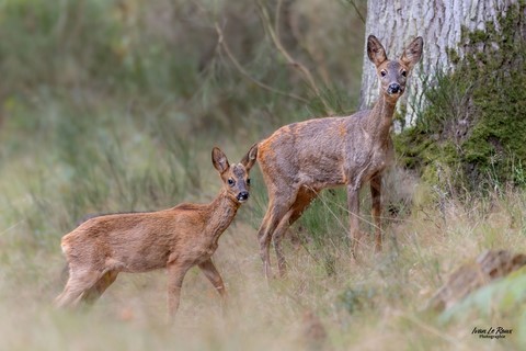Chevrette avec un jeune Photographe Ivan Le Roux