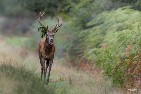 Cerf pendant le brame Photographe Ivan Le Roux