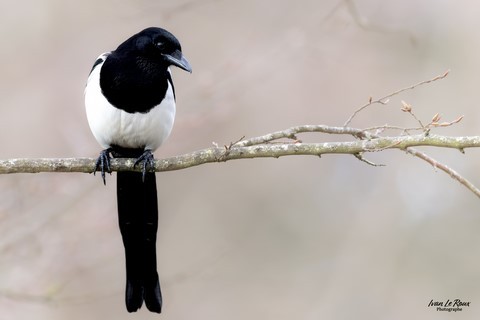 Pie bavarde